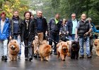 Chow-Chow Spaziergang in Duisburg - Foto: Stephan Eickershoff / FUNKE Foto Services