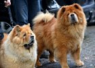 Chow-Chow Spaziergang in Duisburg - Foto: Stephan Eickershoff / FUNKE Foto Services