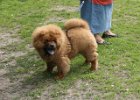 2008/07 - Victor vom Sittardsberg - beim Hundetraining