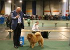 2008/07 - Topas vom Sittardsberg - BOB - Golden Dog Trophy, Liège